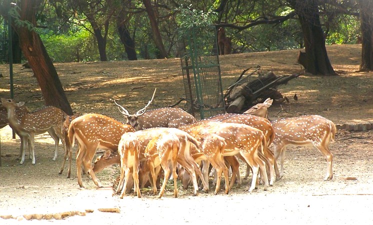 डियर पार्क  (Deer Park Sarnath)