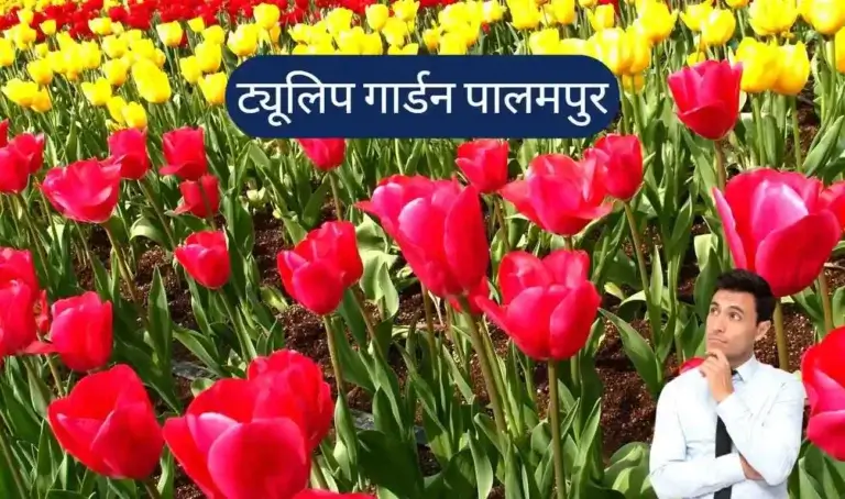 Tulip Garden Palampur